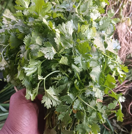 Coriander