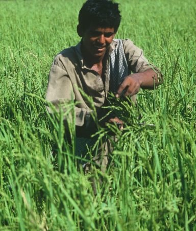 Farmer - from green fields of Pakistan